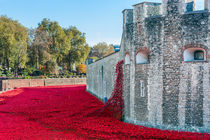 Cascading Poppies, Tower of London von Graham Prentice