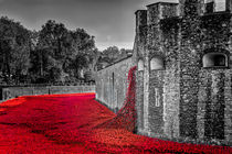 Cascading Poppies, Tower of London by Graham Prentice