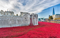 Poppies at The Tower Of London von Graham Prentice