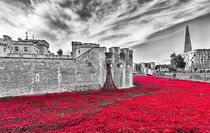 Poppies at The Tower Of London von Graham Prentice