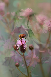 FLOWER DANCE von Ivonne Wentzler