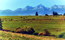 Cows under the High Tatras von Tomas Gregor