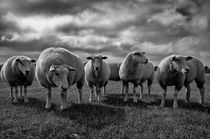 Schafe und Wolken - Sheeps and Clouds by Markus Hartung