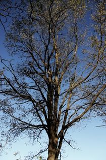 Der sterbende Baum von ann-foto