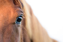 Horses eye von Andy-Kim Möller