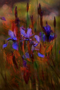 BLUE IRIS von Ivonne Wentzler