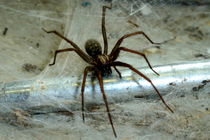 Spinne von Philipp Meier