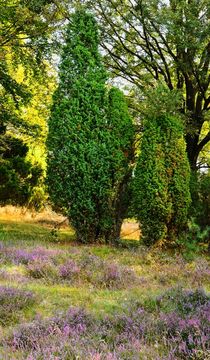 Blühende Heide by gscheffbuch