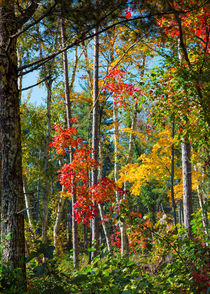 Peering Into Autumn von John Bailey