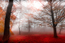 morning fog von westlightart