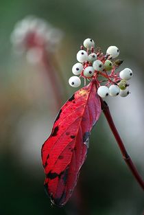 Spätherbstbeeren... von loewenherz-artwork