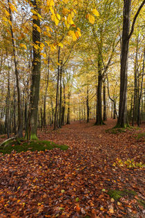  Woodland Footpath by David Tinsley