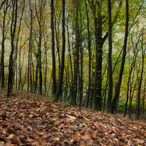  Autumn Textures von David Tinsley