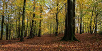 Beech Wood Panorama  by David Tinsley