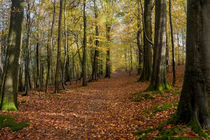  Autumn Woodland Walk von David Tinsley