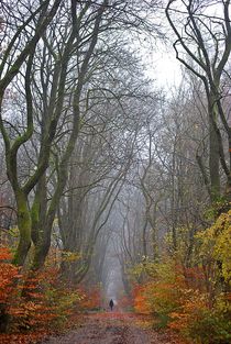 Herbstnebelwald... 1 by loewenherz-artwork