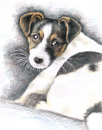 Jack Russel Terrier Welpe by Nicole Zeug