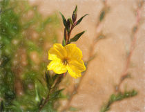 Portrait Of An Evening Primrose by John Bailey