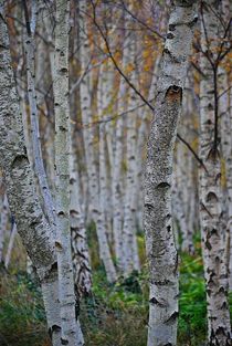 Birkenwald 2 von loewenherz-artwork