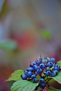 letzte Beeren... von loewenherz-artwork