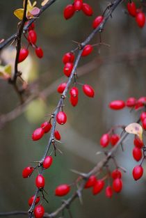 letzte Beeren... 6 von loewenherz-artwork