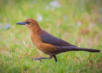 Madame Grackle by John Bailey