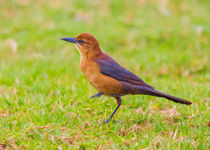 Lady Grackle Steps Out #2 von John Bailey