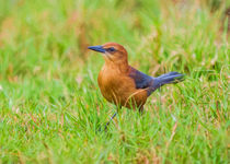 Lady Grackle Portrait #1 by John Bailey