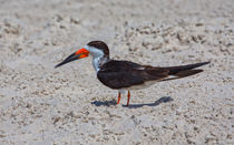 Black Skimmer Portrait by John Bailey