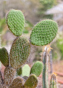 Mickey Cactus by John Bailey