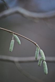 Herbstkätzchen... 8 von loewenherz-artwork