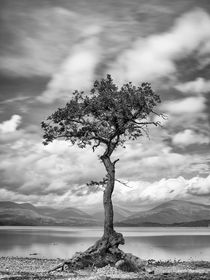 Milarrochy Tree von Frank Stettler