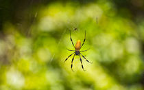 Banana Spider by John Bailey