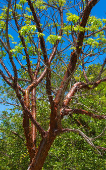 The Gumbo Limbo Tree von John Bailey