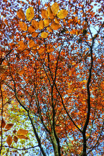 colours of autumn von urs-foto-art