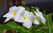 White Blossoms von John Bailey