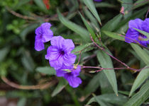 Mexican Petunia von John Bailey