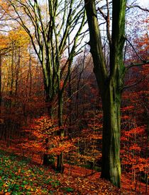 Herbst im Neandertal2 by anowi