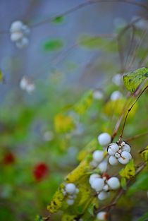 herbstkräftig... 1 von loewenherz-artwork