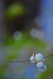 herbstkräftig... 5 von loewenherz-artwork