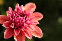 Pink Dahlia von Banu Srini