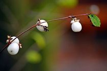 herbstkräftig... 7 von loewenherz-artwork