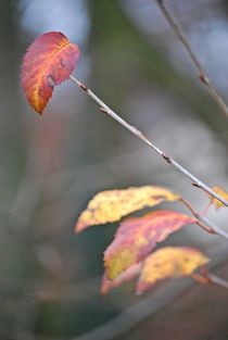 herbstkräftig... 18 by loewenherz-artwork