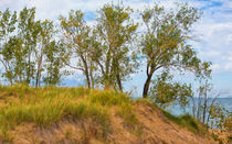 Trees On A Sand Dune Overlooking Lake Michigan by John Bailey