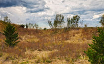 Garden On The Dunes von John Bailey