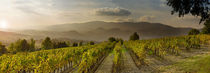 Vignes en Luberon von gilles lougassi