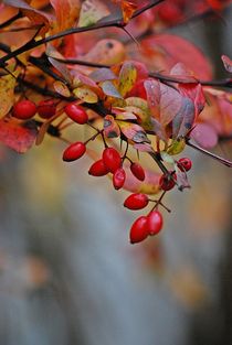 Herbstleuchten... 10 von loewenherz-artwork