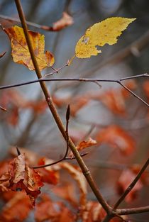 Herbstleuchten... 5 von loewenherz-artwork