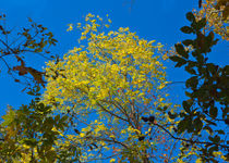 Autumn Colors Against The Sky von John Bailey