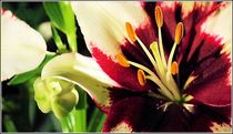 Makro Blüte by bilddesign-by-gitta
